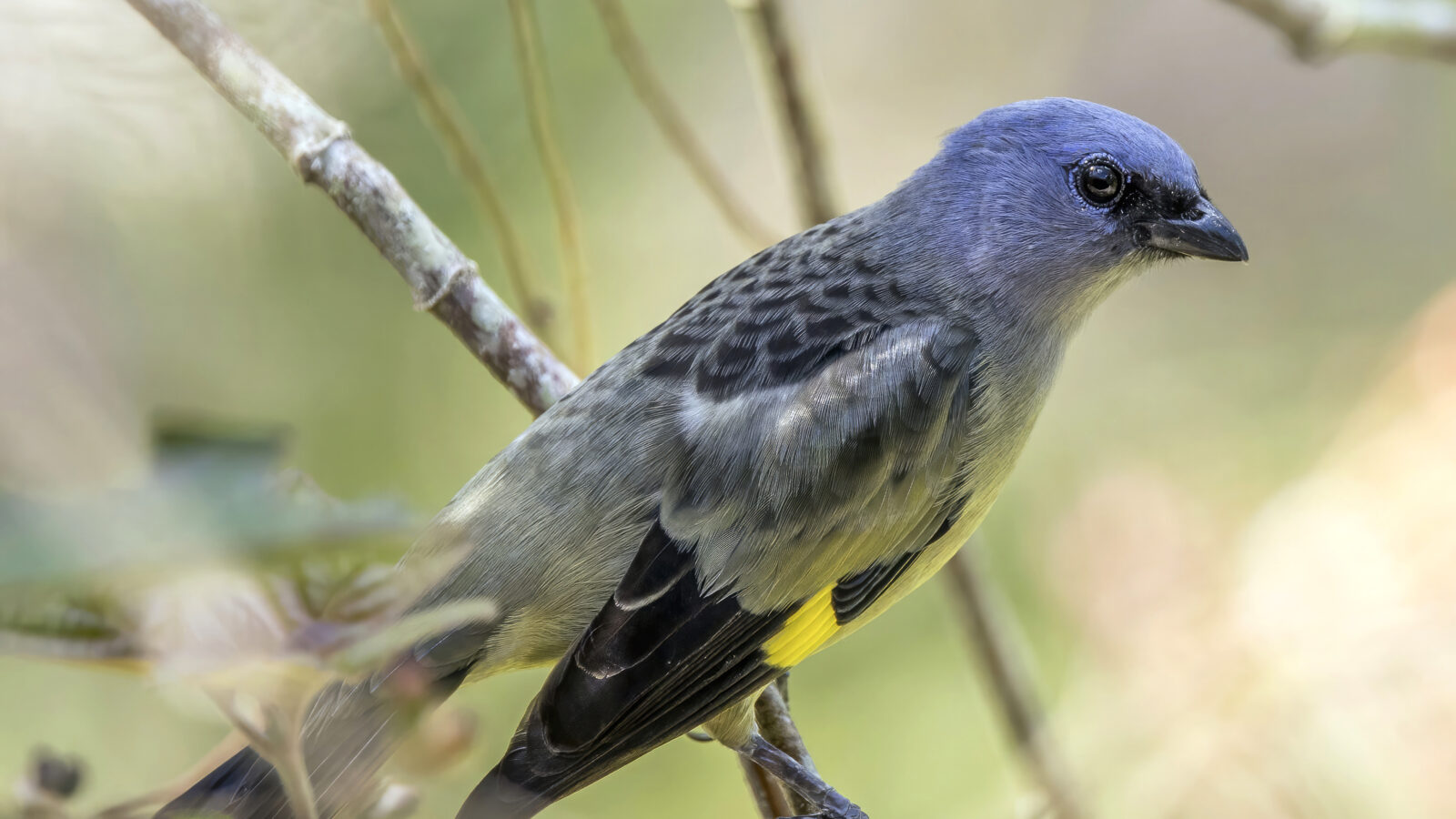 Yellow-winged Tanager