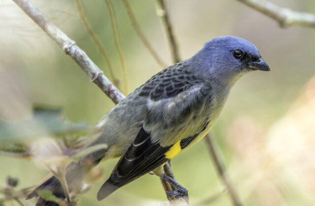 Yellow-winged Tanager