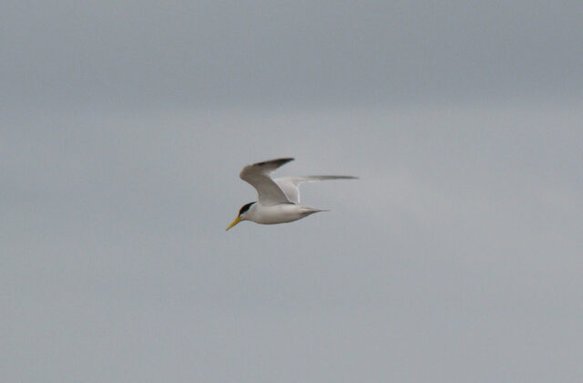 Yellow-billed Tern