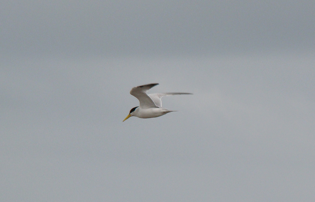 Yellow-billed Tern