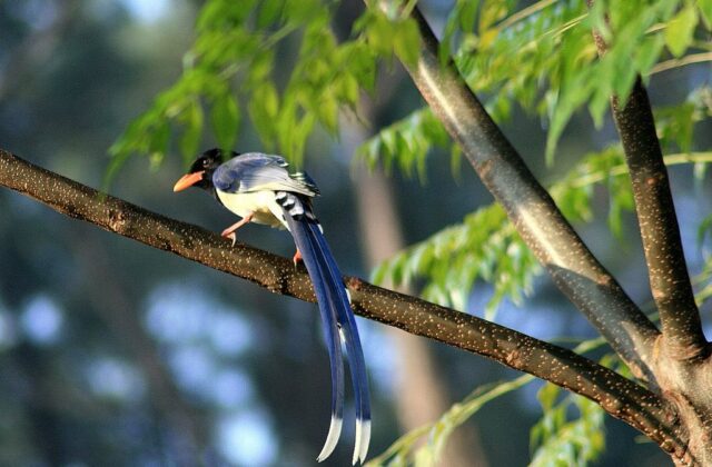 Yellow-billed Blue Magpie
