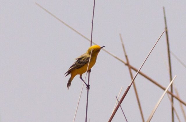 Yellow Chat