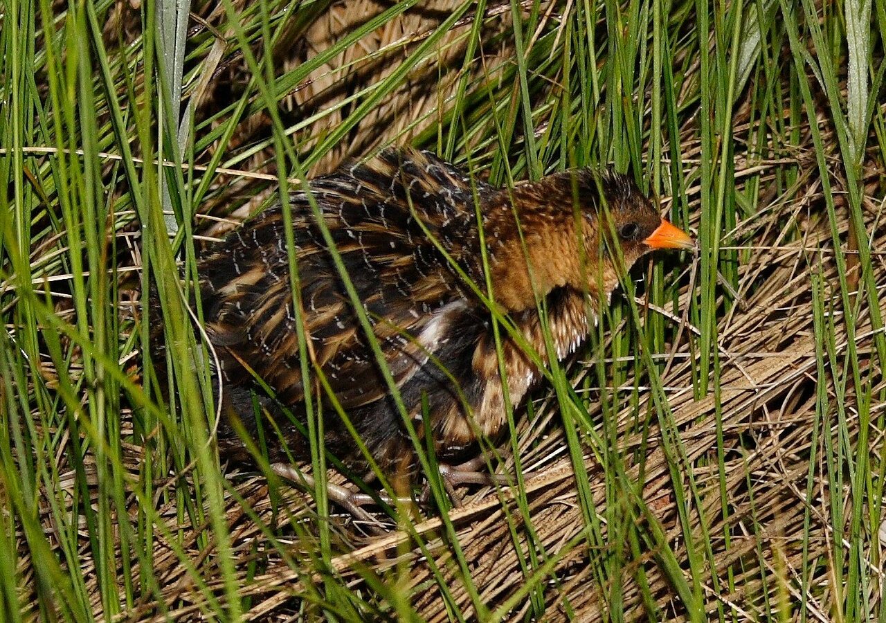 Yellow Rail