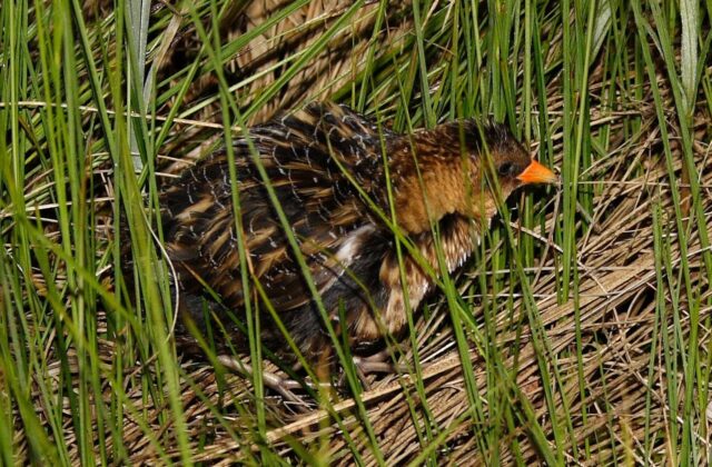 Yellow Rail