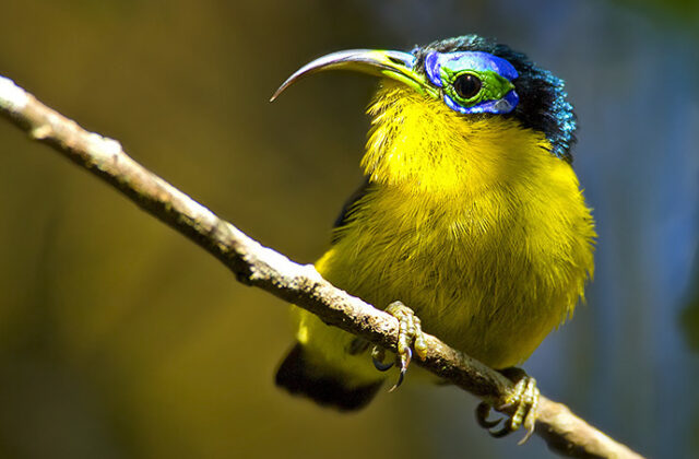 Yellow-bellied Sunbird-Asity