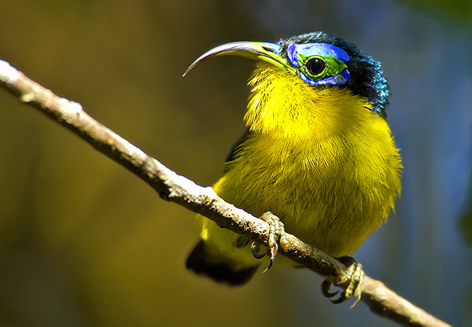 Yellow-bellied Sunbird-Asity