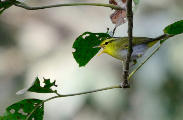 Yellow-vented Warbler