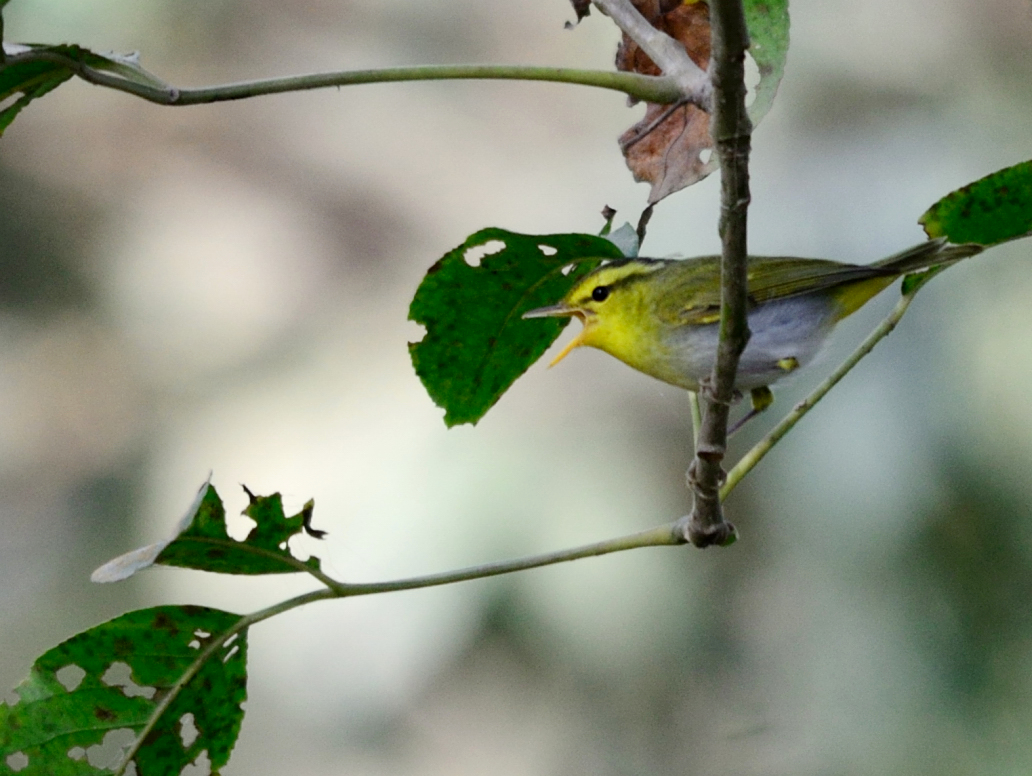 Yellow-vented Warbler