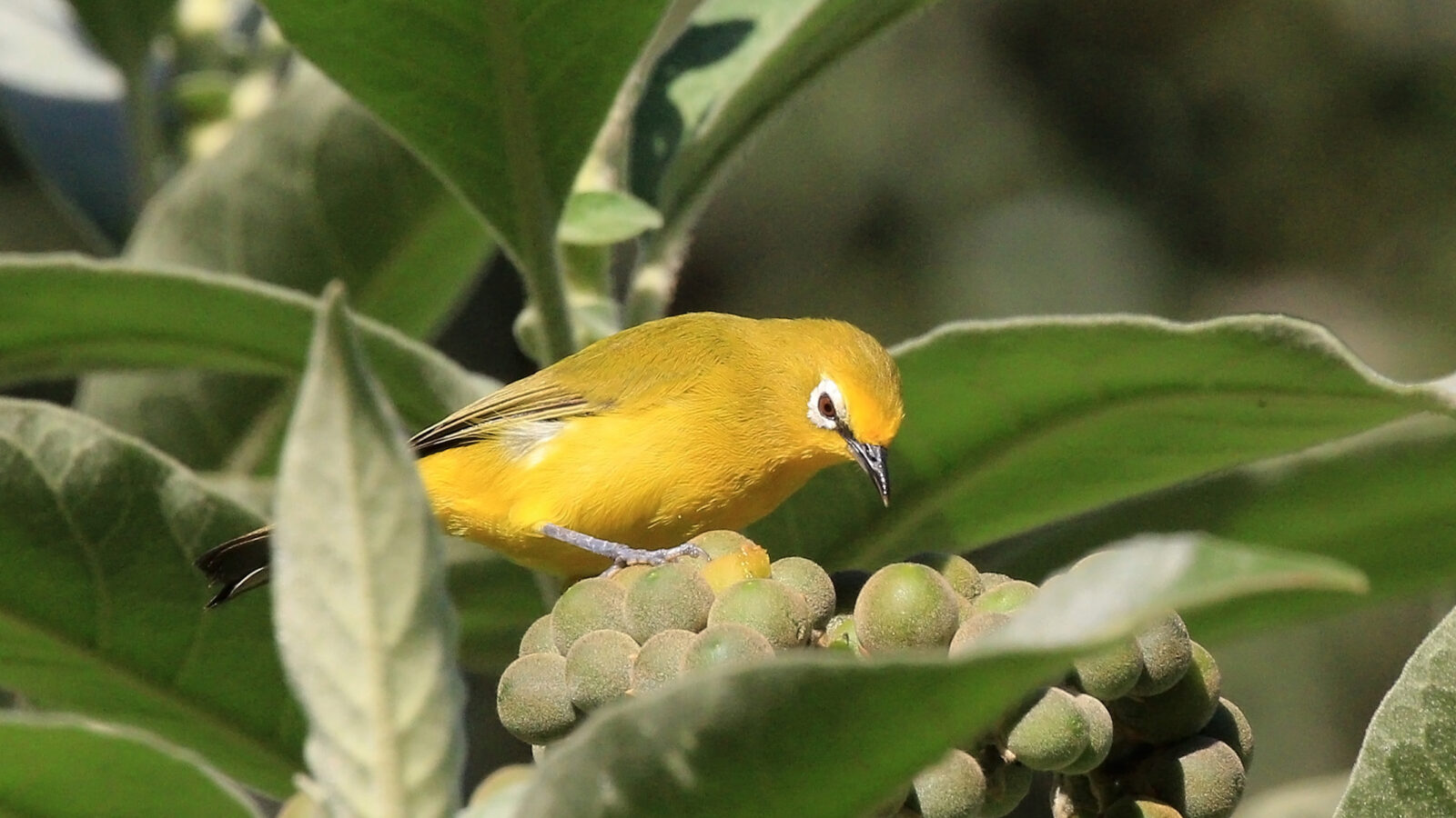 Northern Yellow White-eye