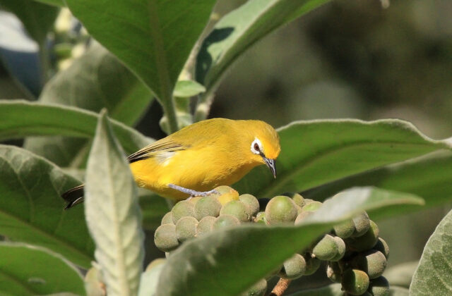 Northern Yellow White-eye
