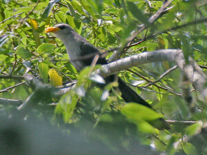 Blue Malkoha
