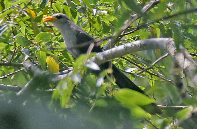 Blue Malkoha