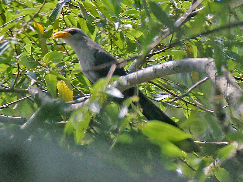 Blue Malkoha