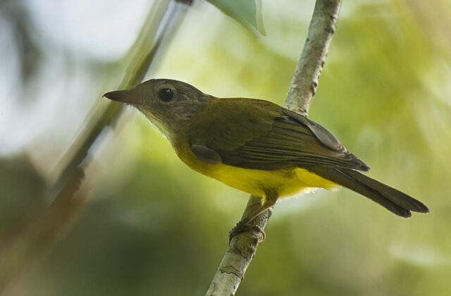 Yellowish Bulbul