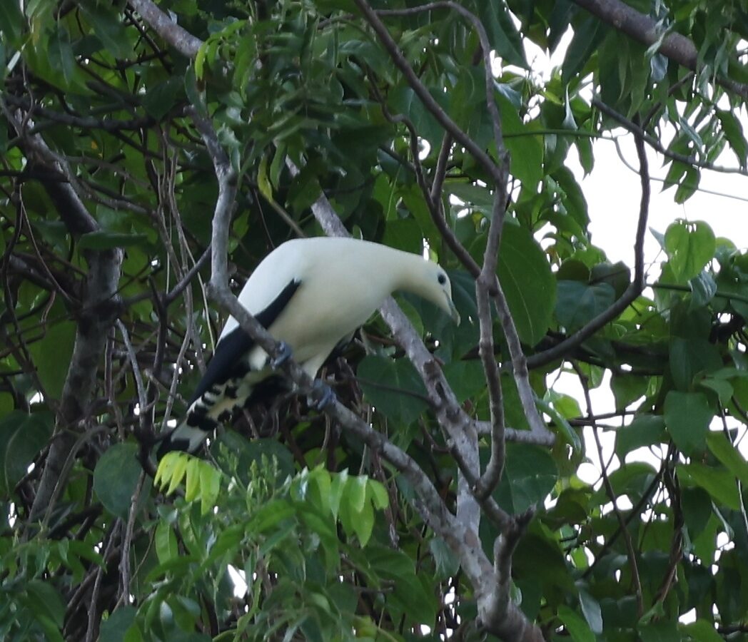 Yellowish Imperial Pigeon