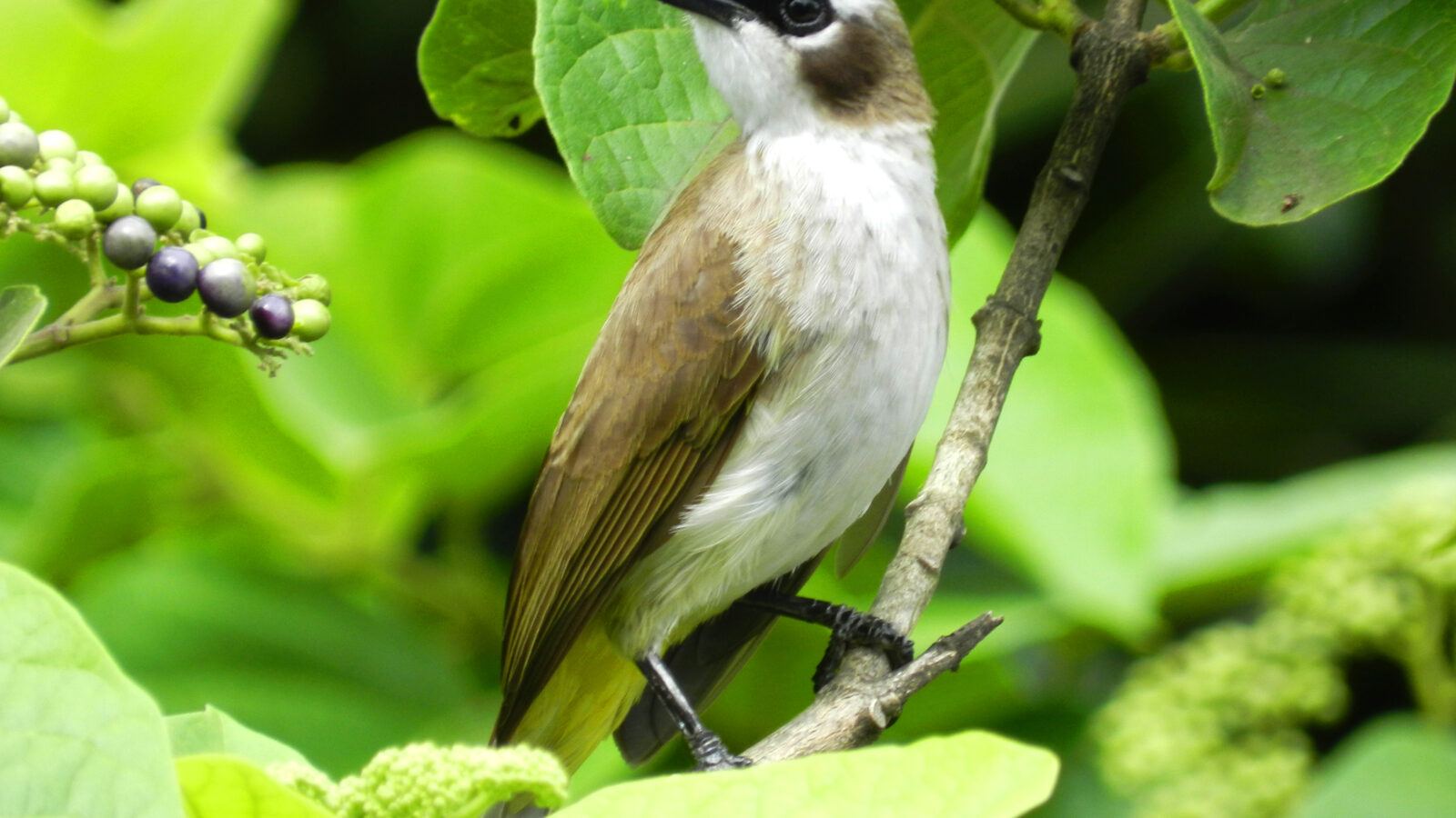 Yellow-vented Bulbul