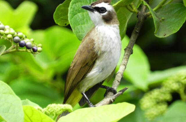 Yellow-vented Bulbul