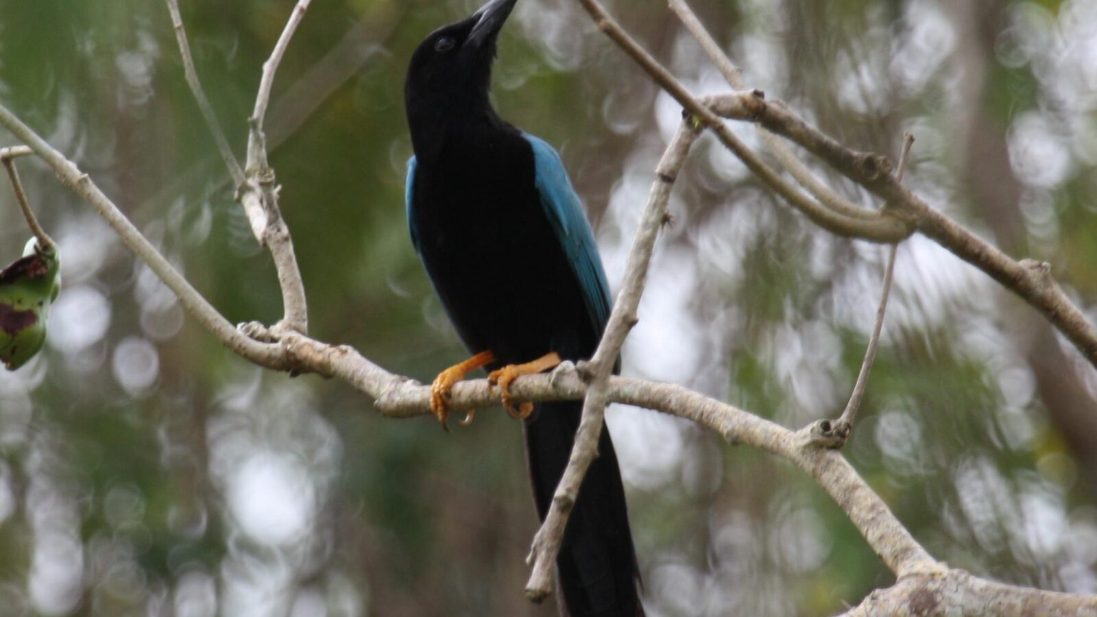 Yucatan Jay