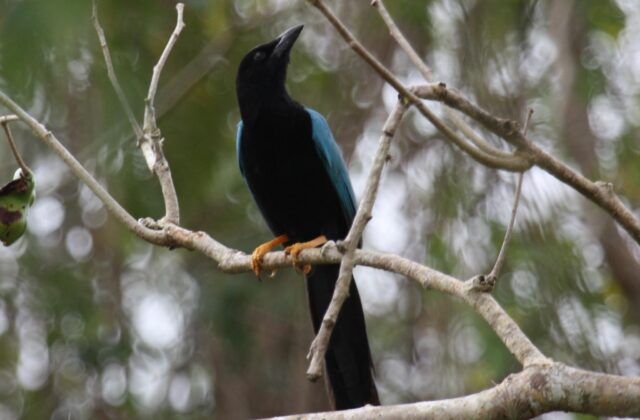 Yucatan Jay