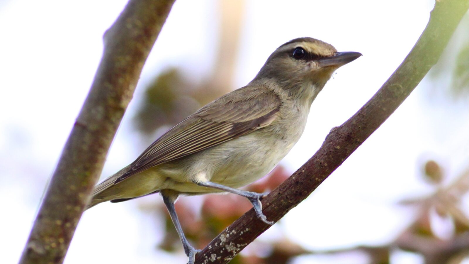 Yucatan Vireo