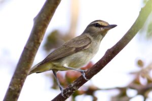 Yucatan Vireo