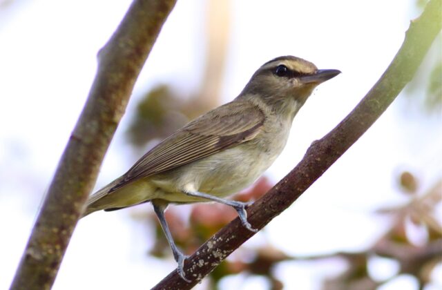 Yucatan Vireo