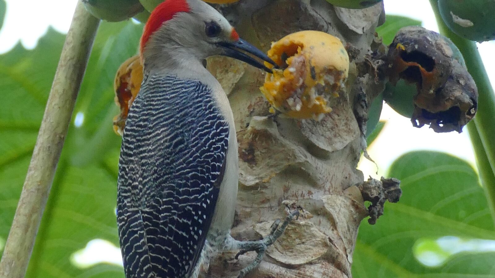 Yucatan Woodpecker