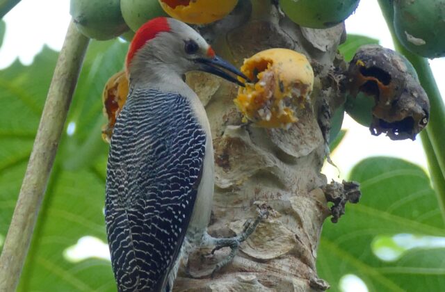 Yucatan Woodpecker