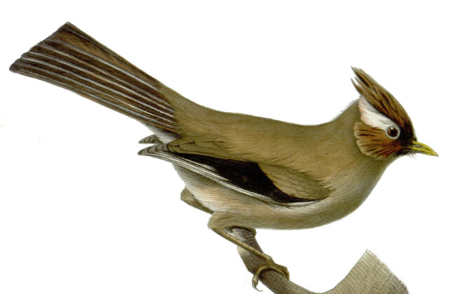 White-collared Yuhina