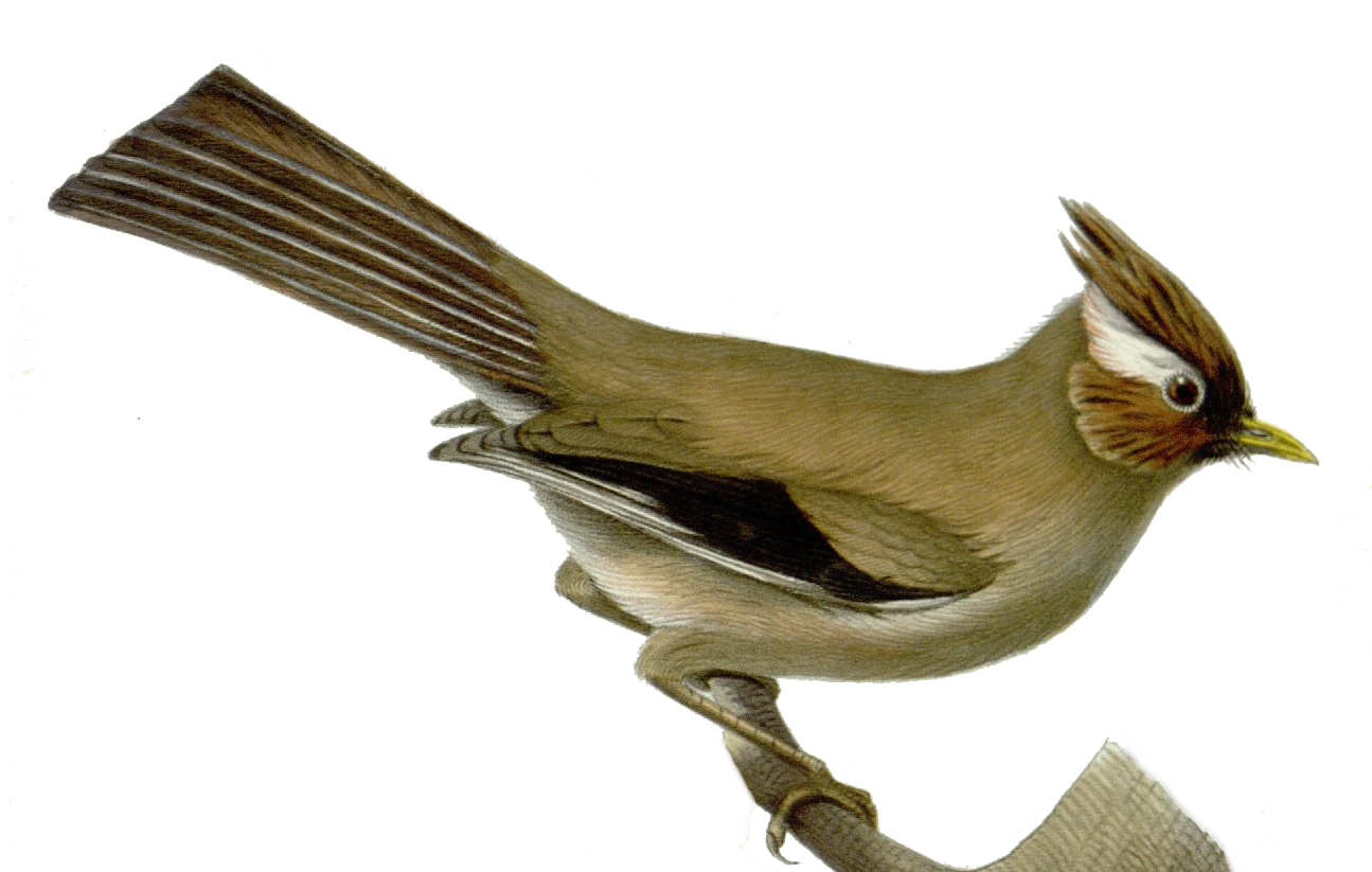 White-collared Yuhina
