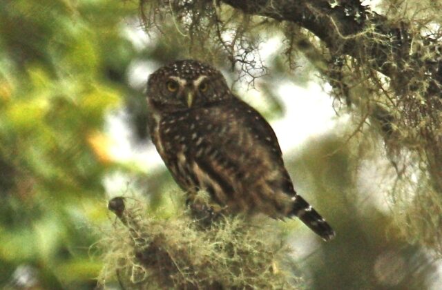 Yungas Pygmy Owl