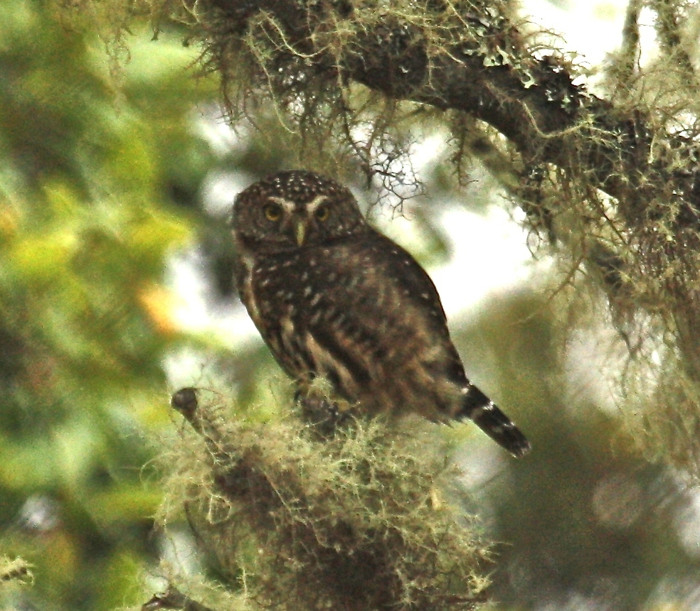 Yungas Pygmy Owl