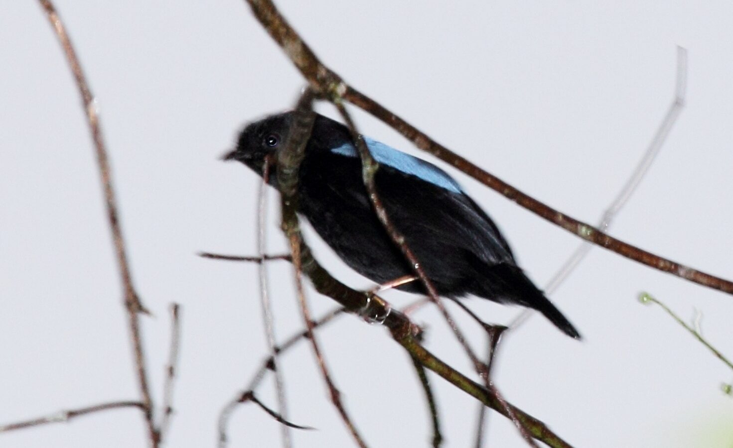 Yungas Manakin