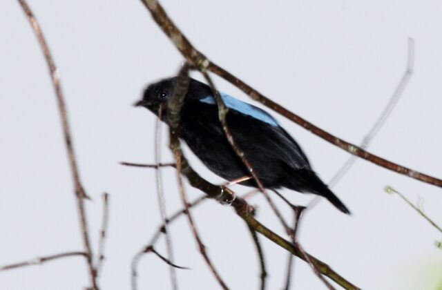 Yungas Manakin