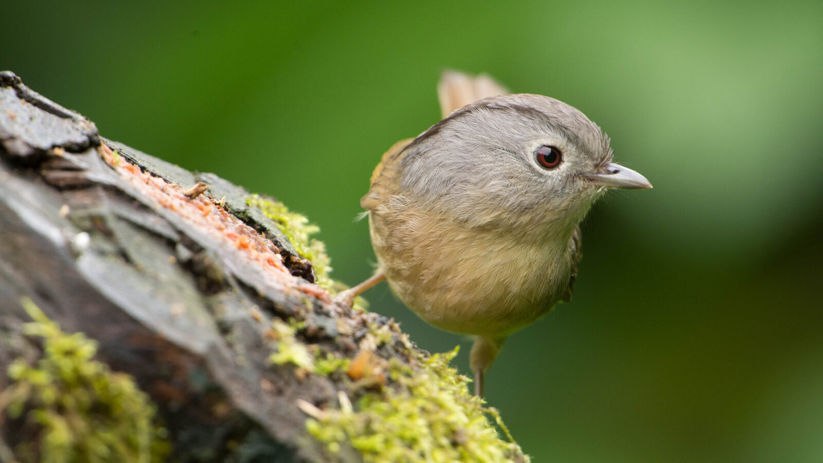 Yunnan Fulvetta
