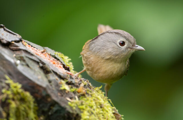 Yunnan Fulvetta