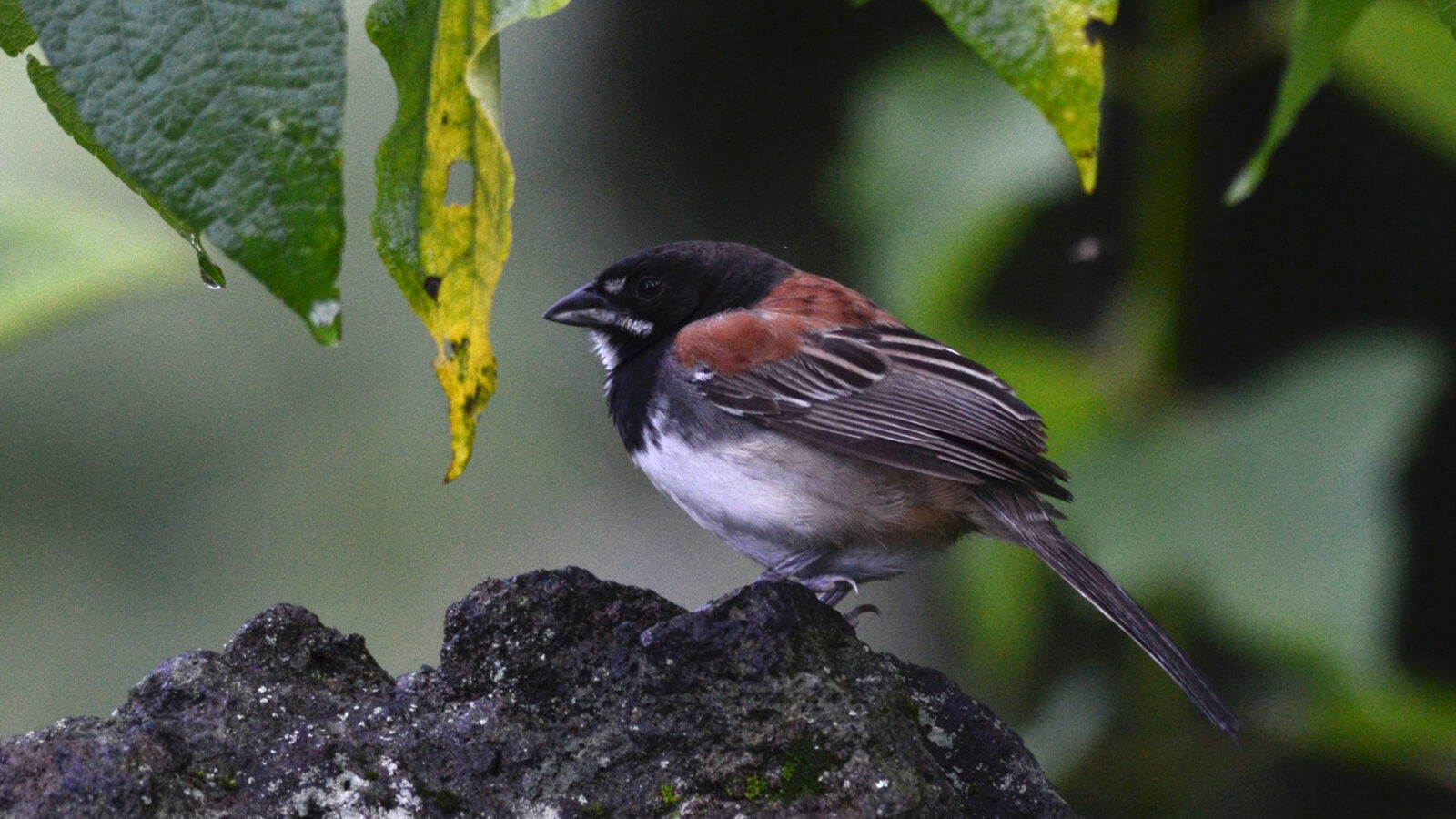Black-chested Sparrow