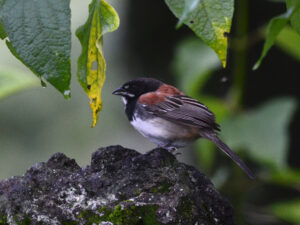 Black-chested Sparrow