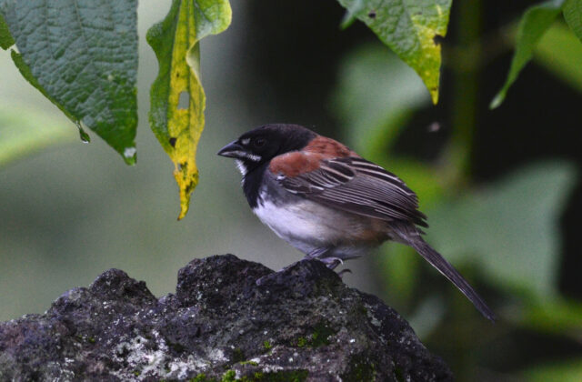 Black-chested Sparrow