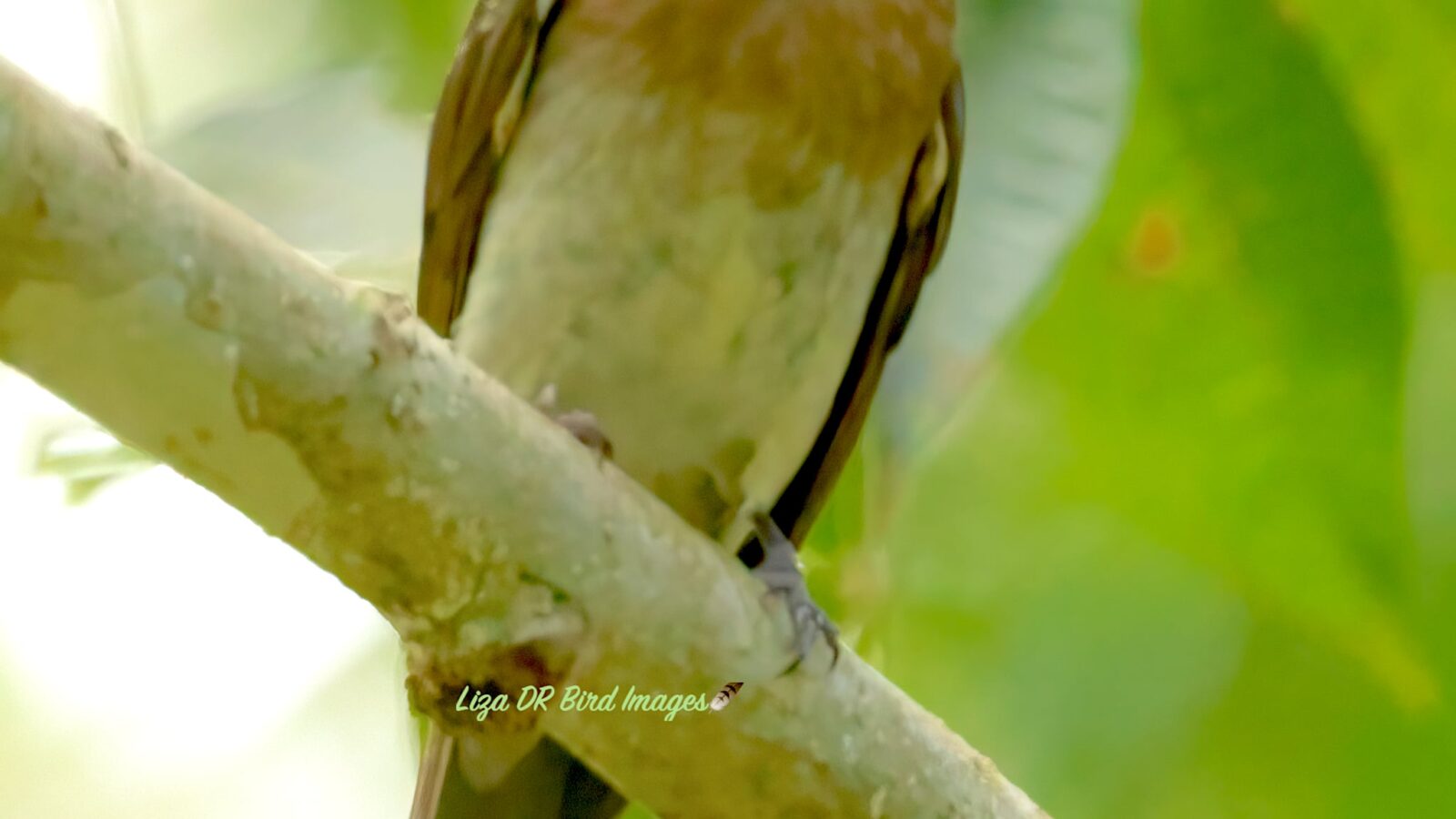 Zamboanga Bulbul