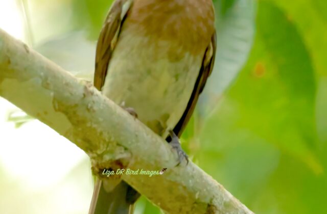 Zamboanga Bulbul
