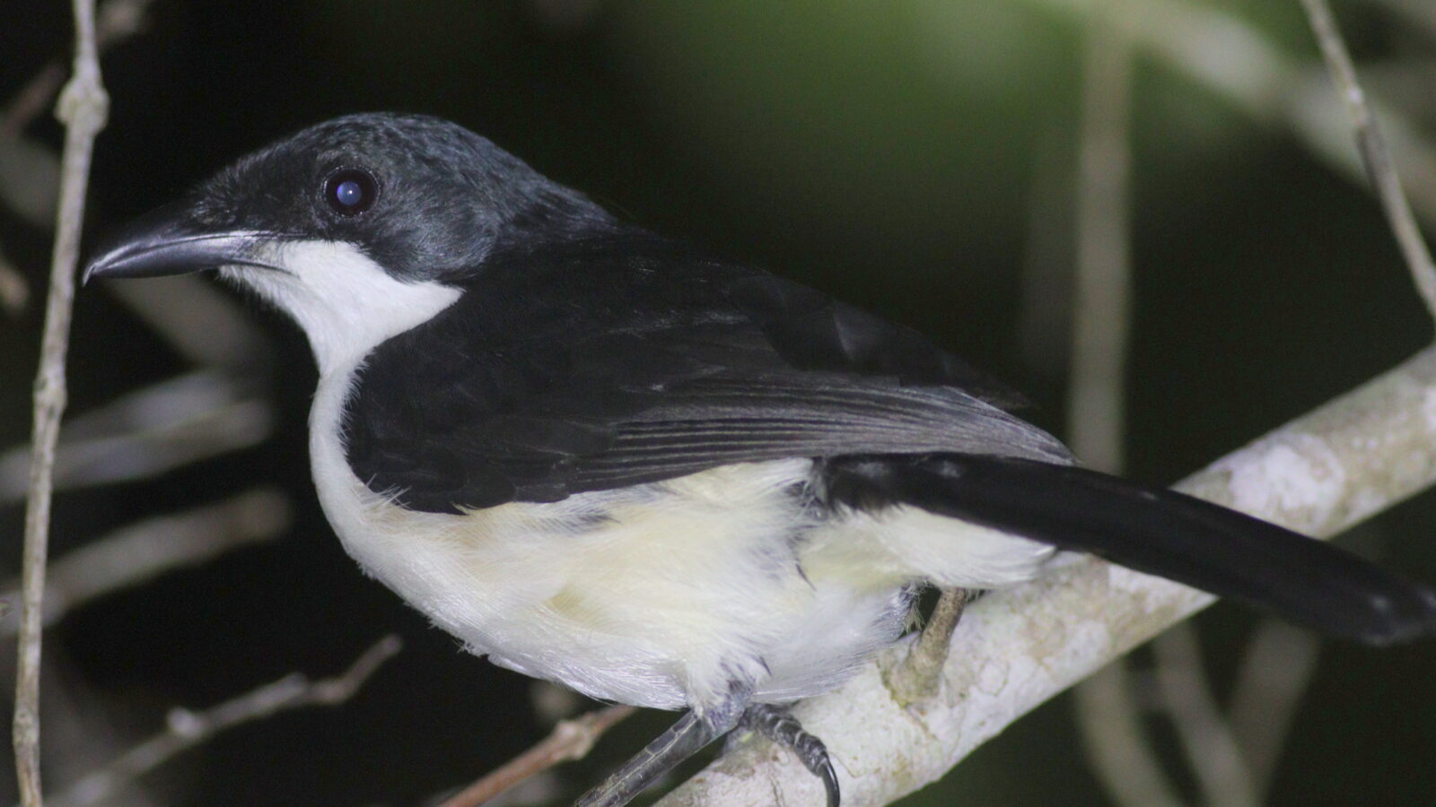 East Coast Boubou