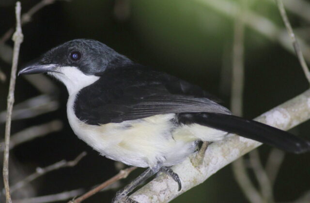East Coast Boubou