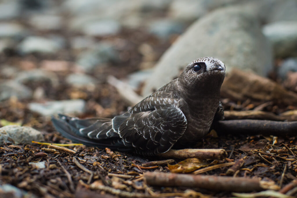 American Black Swift