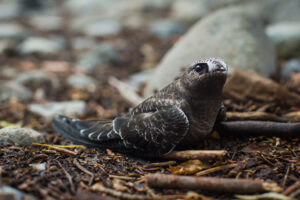 American Black Swift