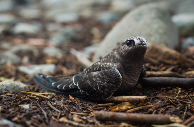 American Black Swift