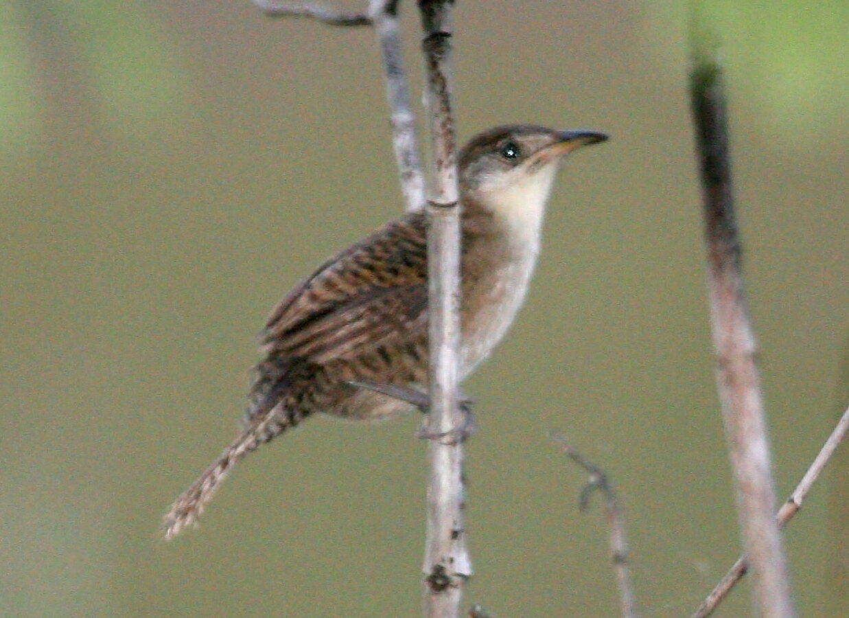 Zapata Wren