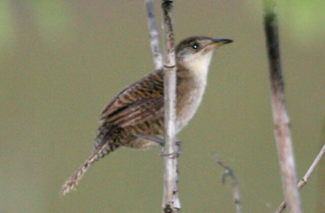 Zapata Wren