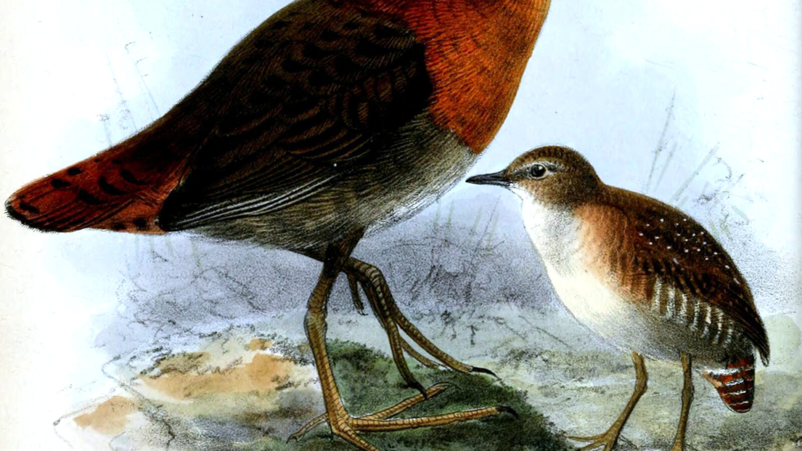 Slender-billed Flufftail