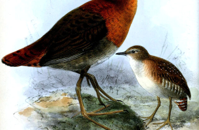 Slender-billed Flufftail